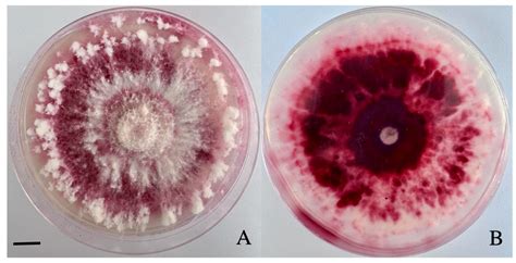 First Report of Fusarium avenaceum Causing Blight on Juniperus ...