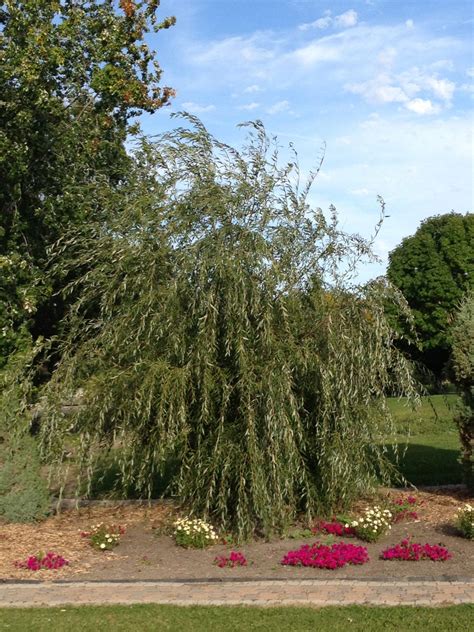 Lace Weeping Willow - Jeffries Nurseries