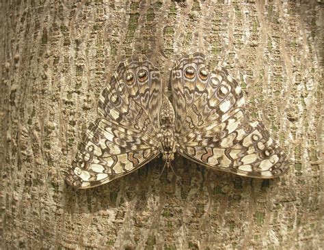 Image result for Applications of Greedy Algorithm