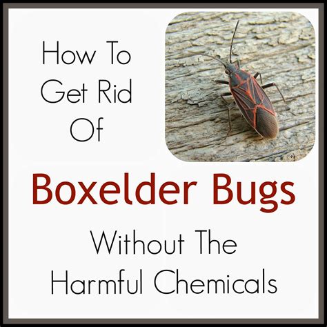How To Trap Box Elder Bugs In House at Brad Hewitt blog