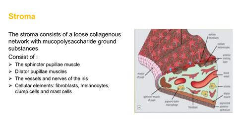 Anatomy of uvea UVEA of ophthalmology.pptx