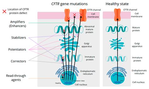 Gut Dysbiosis Driven by CFTR Gene Mutations in Cystic Fibrosis Patients ...