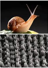蜗牛精灵seo站长 的图像结果