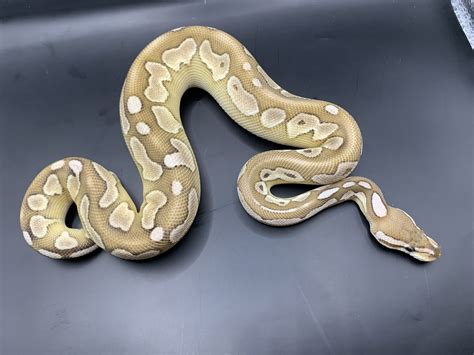 Royal python morphs | Reptile Forums