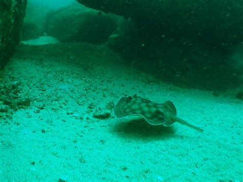 DEEP BLUE DIVE (2026) All You Need to Know BEFORE You Go (with Photos ...