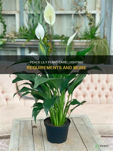 Peace Lily Plant Care: Lighting Requirements And More | ShunCy