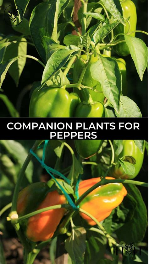 20 companion plants for peppers | Pepper companion plants, Companion ...