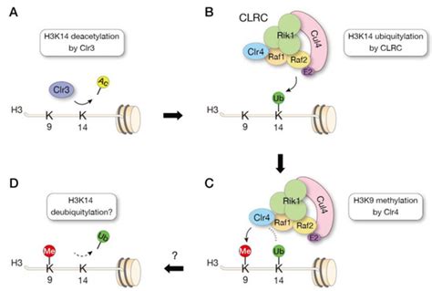 Regulation of the SUV39H Family Methyltransferases: Insights from ...