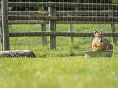 Image result for Rabbit Drinking Bar