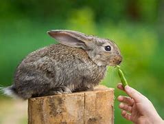 Image result for Fat Baby Rabbit