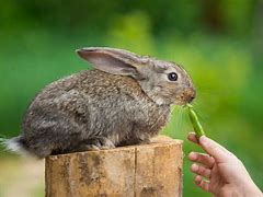 Image result for Baby Rabbit Growth