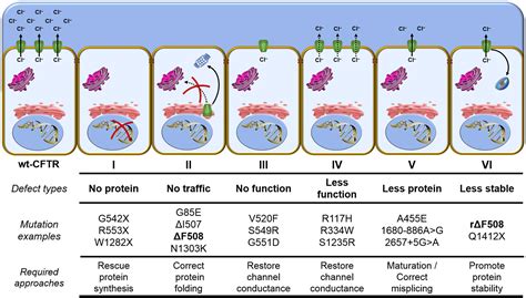Frontiers | CFTR Modulators: Shedding Light on Precision Medicine for ...