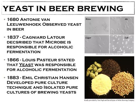Traditional Biotechnology 的图像结果