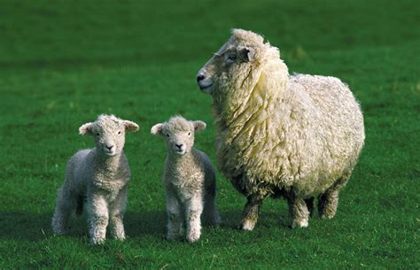Lamb | Sheep, Meat, Chops, Definition, Flavor, & Cuts | Britannica