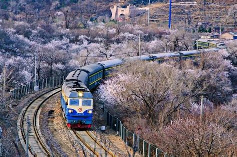 北京这趟开往春天的小火车，下周正是全盛期！ - 每日头条