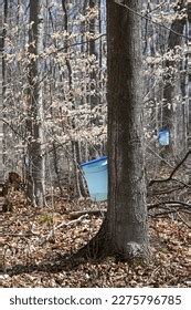 Image result for Extracting Maple Syrup From Trees