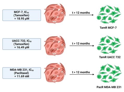 Formulation, Characterization and Cytotoxicity Effects of Novel ...
