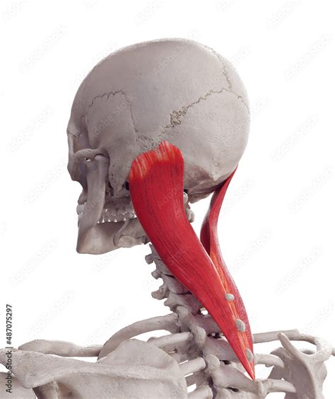 Splenius 的图像结果