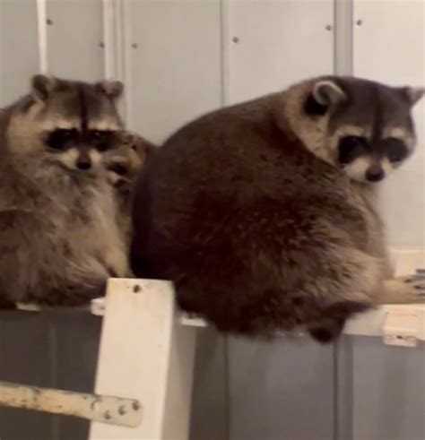 The Dangers of Fat Pet Raccoons - Exotic Pet Wonderland