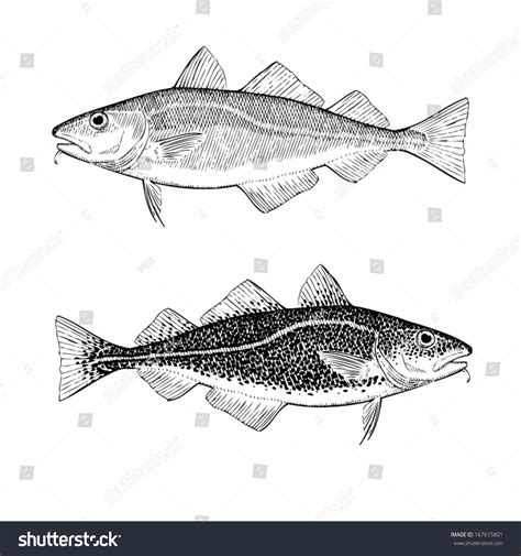 Image result for Cod Luredrawing