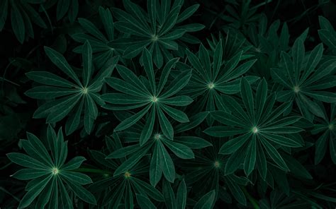 Download wallpaper 3840x2400 plant, leaves, branches, dark, green 4k ...