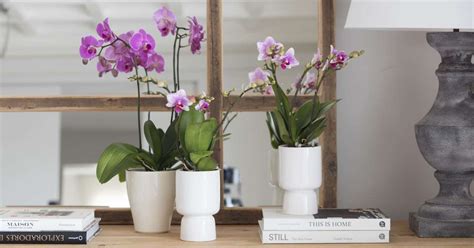 Orquídeas: cuidados, significado, características y tipos