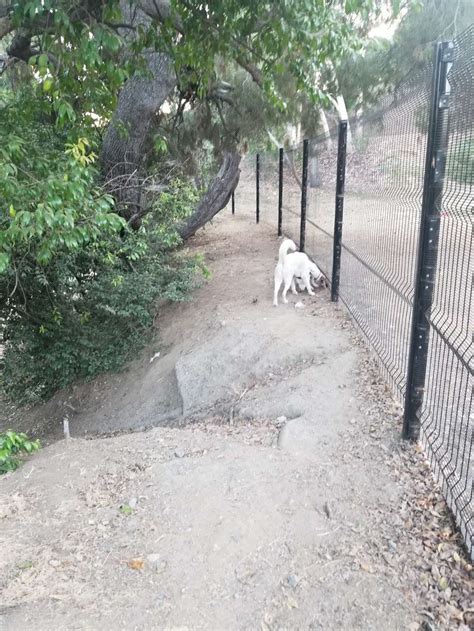 Eagle Rock Dog Park - Eagle Rock, CA 90041 - Hours, Directions, Reviews