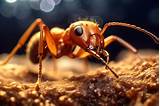 Farmers Federation Hails Federal Fire Ant Funds, Urges State Commitment ...
