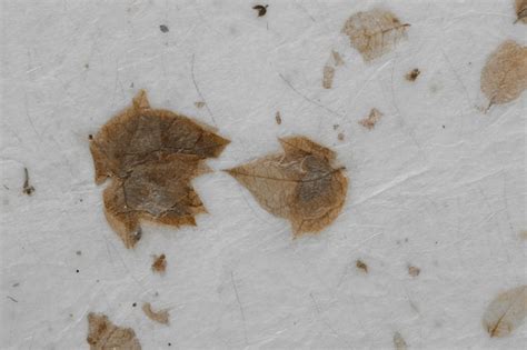 Natural dry leaves paper texture. handmade paper. | Premium Photo