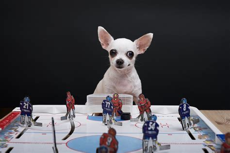 Stanley Pup Champion Sweepstakes - Freebie Alley