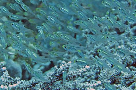 Image result for Red Sweeper