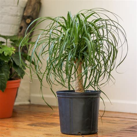 Beaucarnea recurvata 'Ponytail Palm' Floor Plant - Ed's Plant Shop NYC