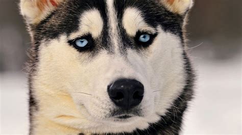 Siberian Husky Eyes, HD Animals, 4k Wallpapers, Images, Backgrounds ...