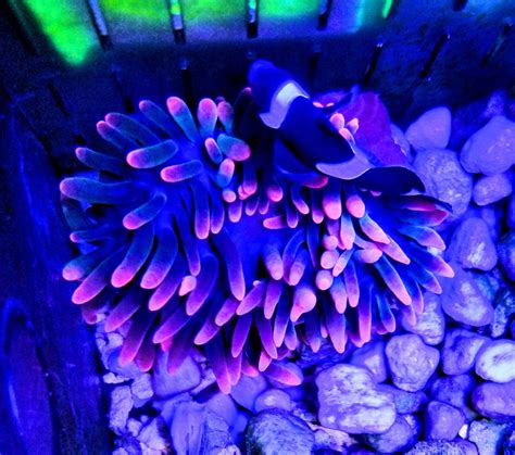 Florida - SOLD - [FOR SALE] BLACK WIDOW BUBBLE TIP ANEMONE - $200 OBO ...