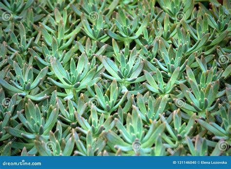 Sedum Succulent Plant with Pale Blue Green Stock Photo - Image of ...