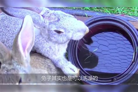 没想到兔子的粪便能够直接用来给植物施肥，这三种方法快来学学