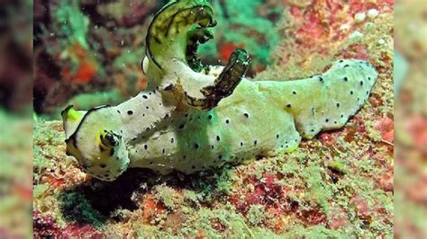Sea Slugs Amazing Facts: গাছও না, পশুও না, তবে এটি কী! এক বিলিয়ন বছর ...