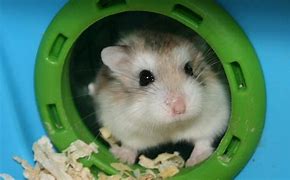 Image result for Hamster Wallpaper