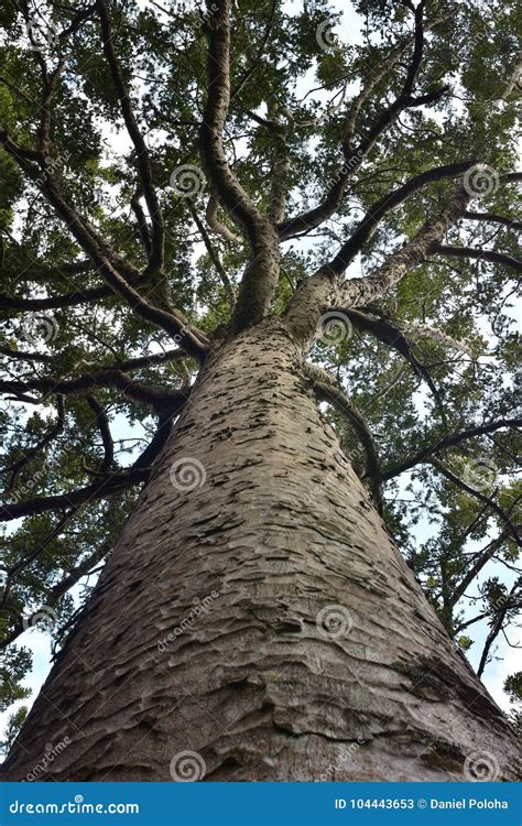 Image result for Biggest Kauri Tree