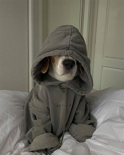 Pin by Nándor Barna on Kutya | Cute dog wallpaper, Cute beagles, Cutee ...