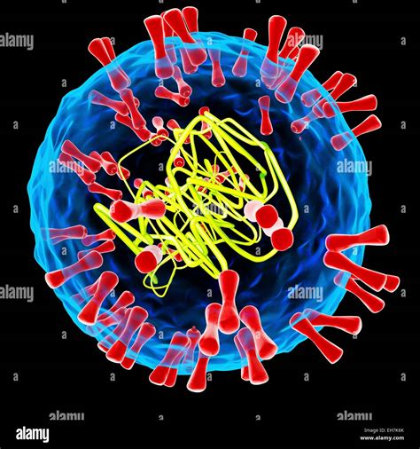 Image result for Simplex Virus 2