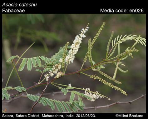 Senegalia catechu | Butterfly