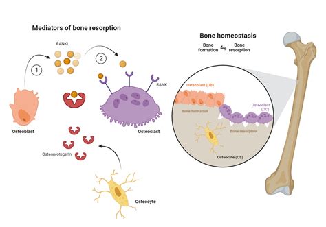 Bisphosphonates Mechanism Of Action In Hypercalcemia