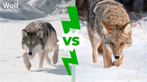 Wolf Coyote Verschil