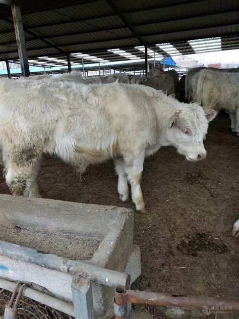 2020年牛价走势图黄牛价格行情走势现货批发价格 全国 西门塔尔牛 牛-食品商务网