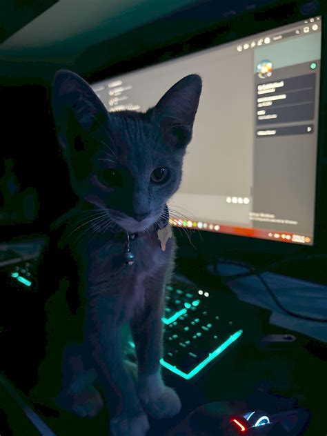 Image result for Learning Cat Discord