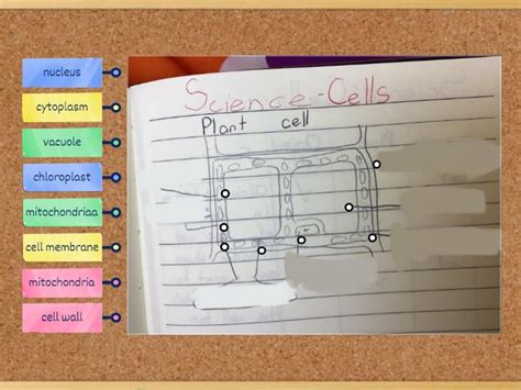 Simple Cell Structure 的图像结果