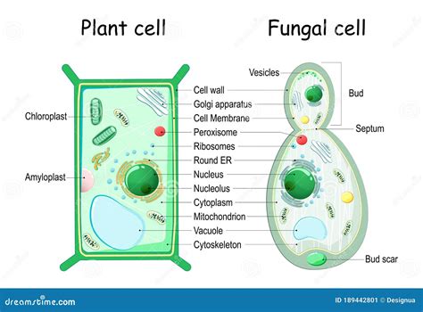 bacteria illustration images