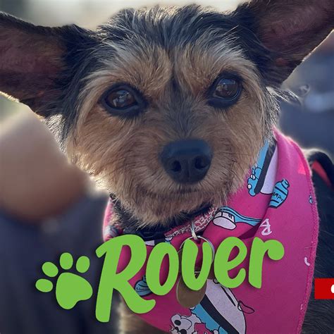 Do You Tip Rover Dog Sitter