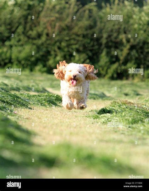 Image result for Cockapoo Running
